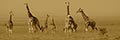 Image Not Available